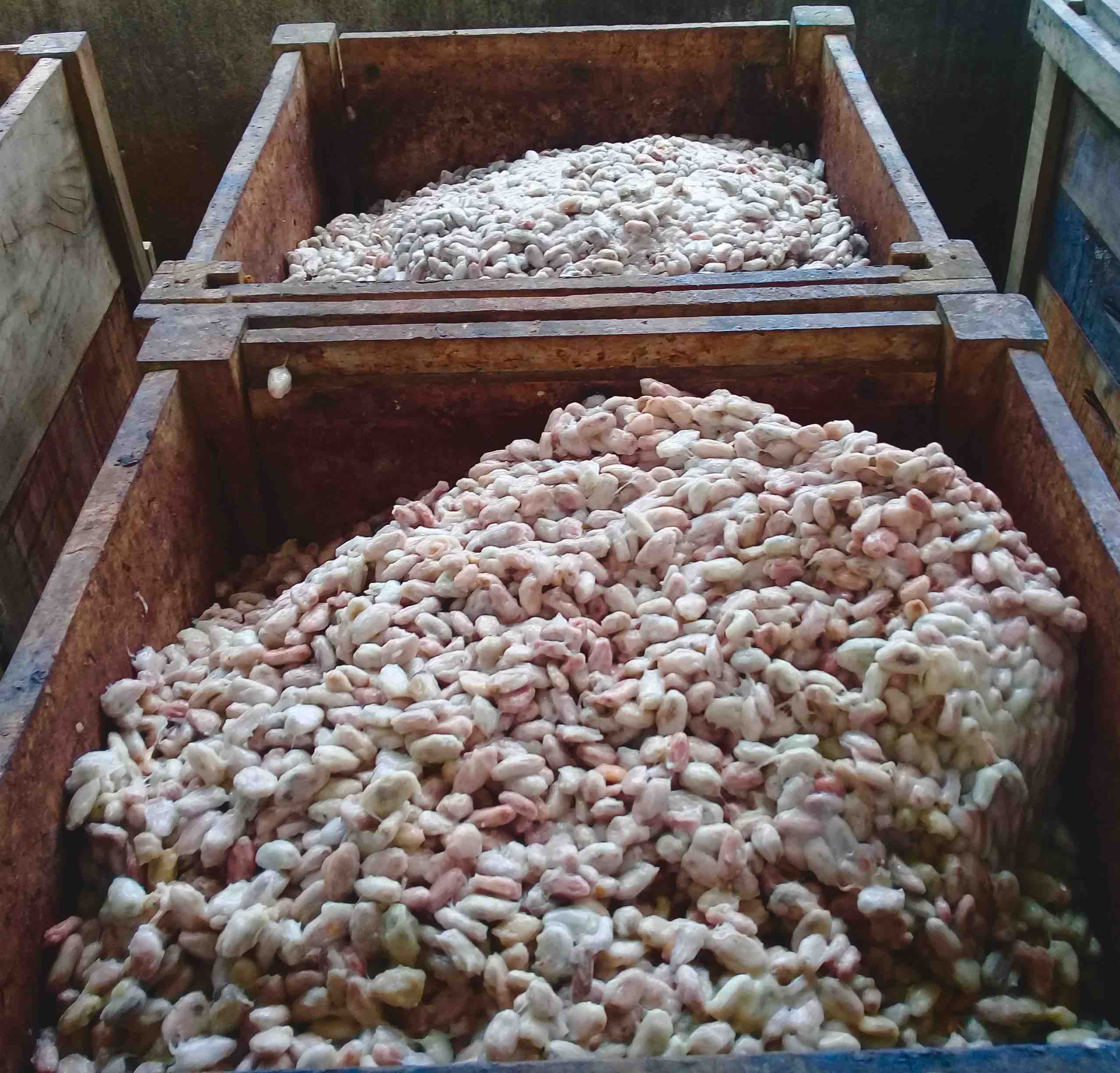 feves fermentation caisses bois box bean cacao de specialite fin terroir aveyron aubrac lucifeves premium haut de gamme cacaonica nicaragua