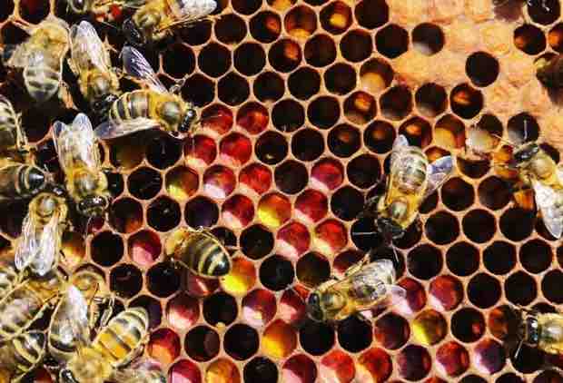 miel ruches abeilles apis cadre alveoles occimiel agriculture biologique occitanie aveyron lozere