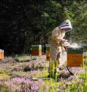 ruches abeilles apiculteur agriculture biologique occimiel occitanie lozere aveyron