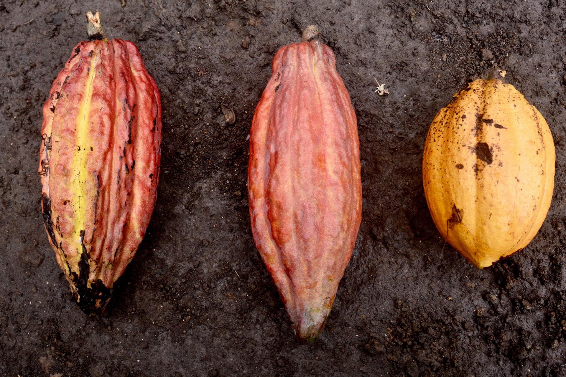 cabosses cacao agro foresterie trade tranparence