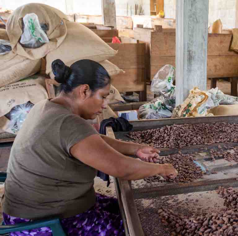 fermier triant des feves de cacao belize maya mountain biologique